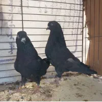 کبوترنروماده