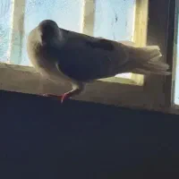 کشتنی ایسونم قیمت توافقی