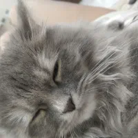 معاوضه توله گربه فروش
