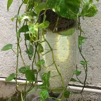 گل همراه با تنگ