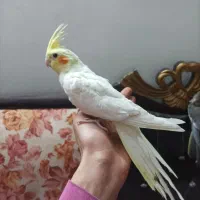 عروس هلندی رام