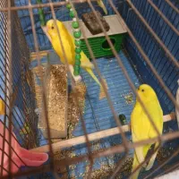 فروش دو جفت مرغ عشق مولد