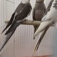 عروس هلندی|پرنده|پاکدشت, پاکدشت (مامازند)|دیوار