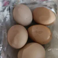 تخم‌مرغ محلی