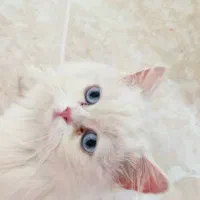 بچه گربه پرشین عروسکی چشم ابی|گربه|یزد, |دیوار