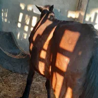 فروش اسب‌|حیوانات مزرعه|بندر گز, |دیوار