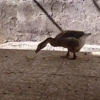 قوغاز ماده فروش یا تعویض با جوجه غاز یا