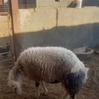 یک بره قوچ ۱۰ماهه|حیوانات مزرعه|کاشان, دشت لتحر|دیوار