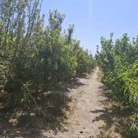 باغ ۸۵۰۰ متری تهاتر با آپارتمان و ماشین