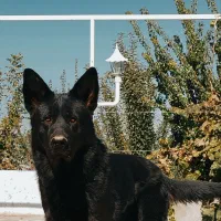 ژرمن شپرد نر