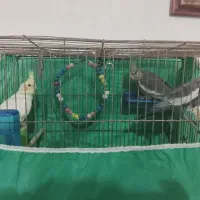 عروس هلندی|پرنده|سردرود, |دیوار