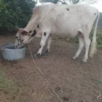 یک عدد نرگاو بزرگ بایک گوساله نر|حیوانات مزرعه|بلوک, |دیوار