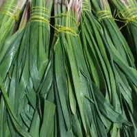 پرموسیر تازه
