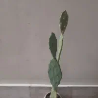 گیاه طبیعی|گل و گیاه طبیعی|تهران, تهرانپارس شرقی|دیوار