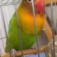 طوطی برزیلی نر فیشر