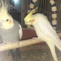 فرش۳تاعروس هلندی ۲تومن