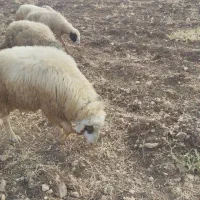 میش و بره|حیوانات مزرعه|اسلام‌‌آباد غرب, |دیوار