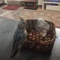 عروس هلندی|پرنده|اهر, |دیوار