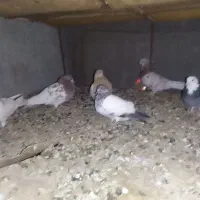 کبوترطوقی شازده