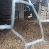 خروس گلین سرحال سالم