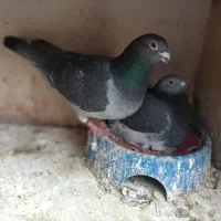 کبوتر مسافتی