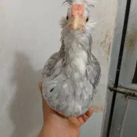 مرغ و خروس گلین طوسی نیمچه .جوجه|حیوانات مزرعه|اسلامشهر, شاطره|دیوار