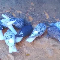 ۲۴تاکبوتردمسفیدپاک دم باهم بی تمون