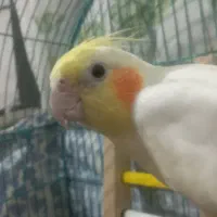 عروس هلندی نر سخنگو