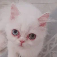 گربه بریتیش