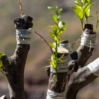 باغبانی،تیلر،هرس،کود دهی،درخت کاری