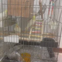 عروس هلندی|پرنده|بومهن, |دیوار