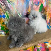 مجموعه اصیل ترین گربه ها(پرشین بریتیش اسکاتیش)|گربه|اهواز, کیانپارس |دیوار