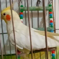 عروس هلندی نر