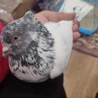 کبوتر پرشی|پرنده|نقده, |دیوار