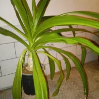فروش گل