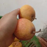 گلابی|خوردنی و آشامیدنی|گلبهار, نوبهار|دیوار