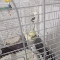 عروس هلندی|پرنده|قرچک, امین آباد|دیوار