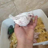 جوجه گرینچیک سرلاکی جوجه عروس هلندی