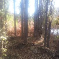 خریدچوب چنارگردوضایعات وغیره توافقی|خدمات باغبانی و درختکاری|سنندج, |دیوار