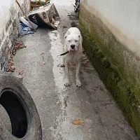 سگ داگو آرژانتینی|سگ|کلاردشت, |دیوار