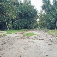 فروش ۶هکتارباغ مرکبات،دو  هکتاربافت،آب برق گاز|فروش زمین و ملک کلنگی|امامزاده عبدالله, |دیوار