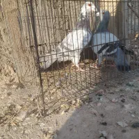 کبوتر پلاکی|پرنده|باروق, |دیوار