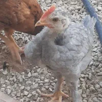 مرغ خروس