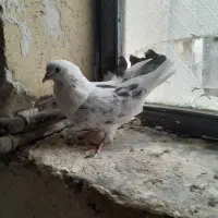 سرور و کاشان و طوقی|پرنده|مسجد سلیمان, |دیوار