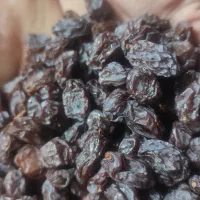 کشمش و شیره انگور درجه یک مرغوب مخصوص آبگیری