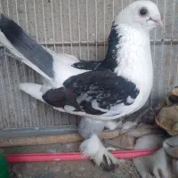 سینه دونه ۳۰۰