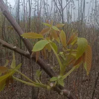 نهال های گردو (تخم مرغی ـچندلر) و نهال گیلاس|خدمات باغبانی و درختکاری|میاندوآب, |دیوار