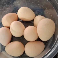 تخم مرغ شاخدار