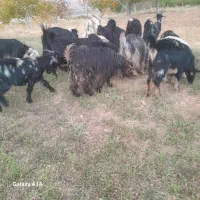 فروش تیر بز داشتی