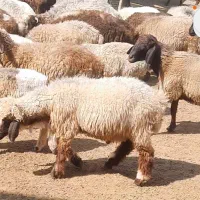 بره پرواری|حیوانات مزرعه|بهبهان, |دیوار